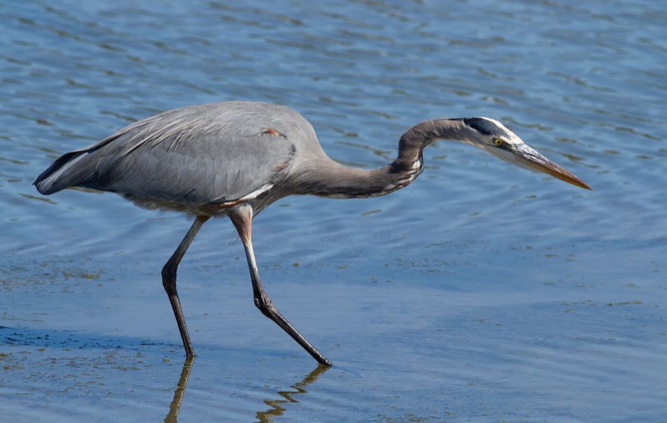 Summer Herons & Egrets (Ardeidae spp.) — Accabonac Harbor, tidal creeks
